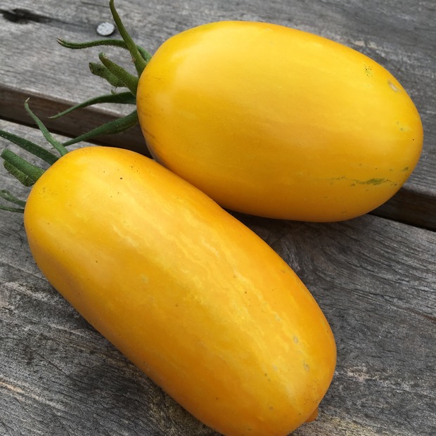 BIO Tomatensamen Set