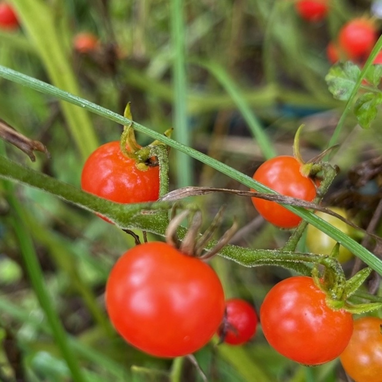 Tomate "Johannisbeertomate" - BIO-Tomatensorte (samenfest)