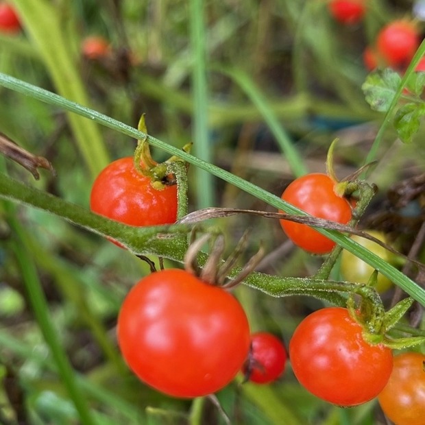 Tomate "Johannisbeertomate" - BIO-Tomatensorte (samenfest)
