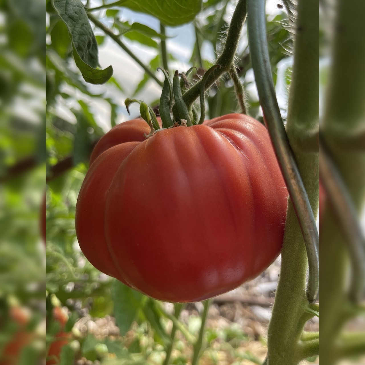 Tomate "Große aus dem Süden" - BIO-Tomatensorte [samenfest]