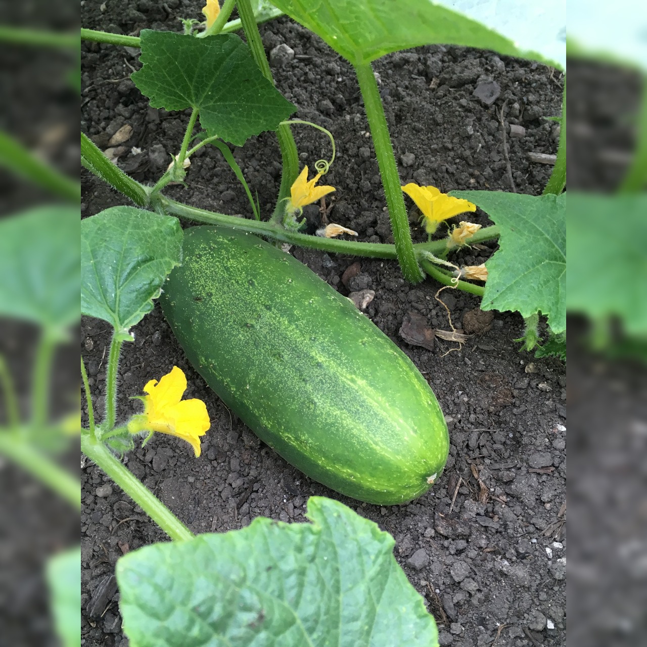 Anzucht-Set "Gurke & Dill" [1009, 4004]