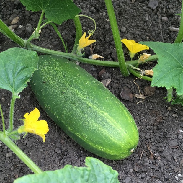 Anzucht-Set "Gurke & Dill" [1009, 4004]