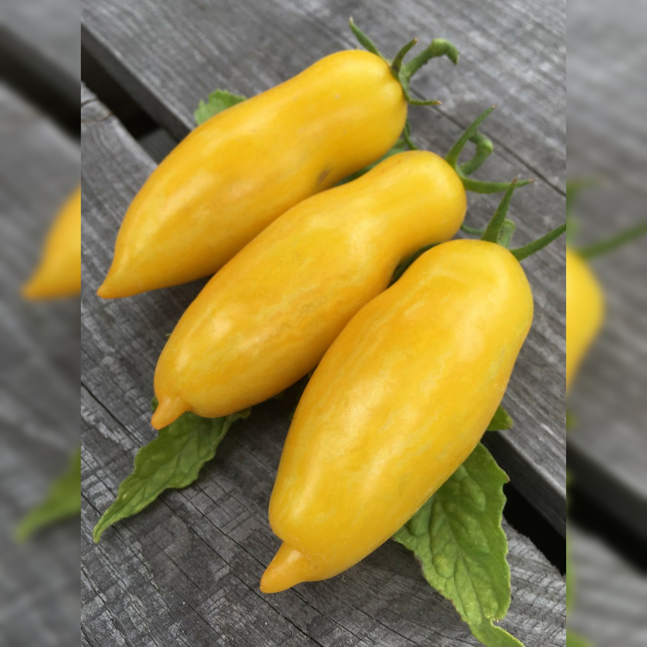 Anzucht-Set "Freilandtomaten" [07, 66]