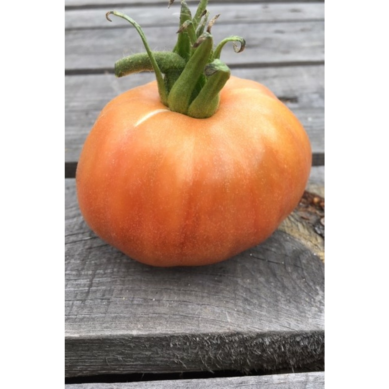 BIO Tomatensamen Set