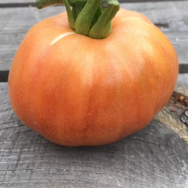 BIO Tomatensamen Set