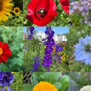 Blumensamen-Mischung „Blühstreifen“ - 9 BIO-Blumensorten [samenfest]