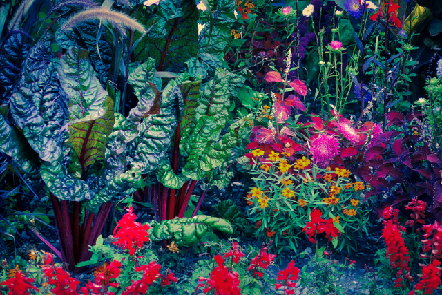 Bild von Aussaat & Anzucht im August: Tipps für Gemüse & Bl