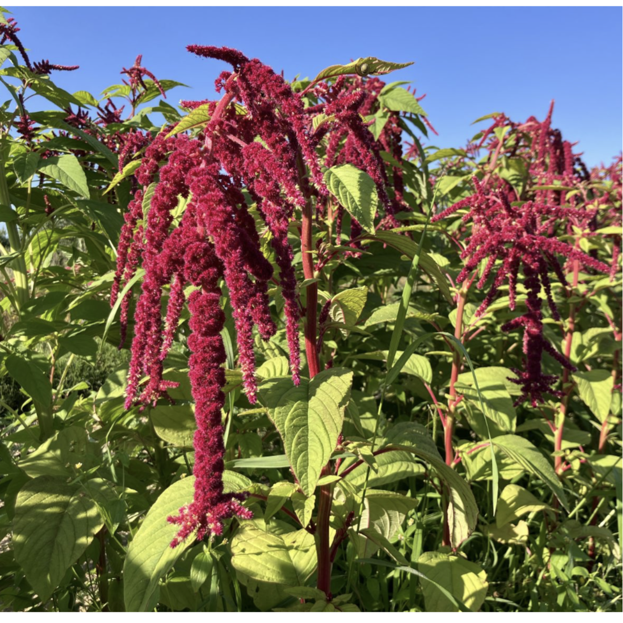 Rispiger Fuchsschwanz "bronze "- BIO-Blumensamen