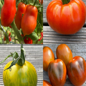 BIO Tomatensamen Set