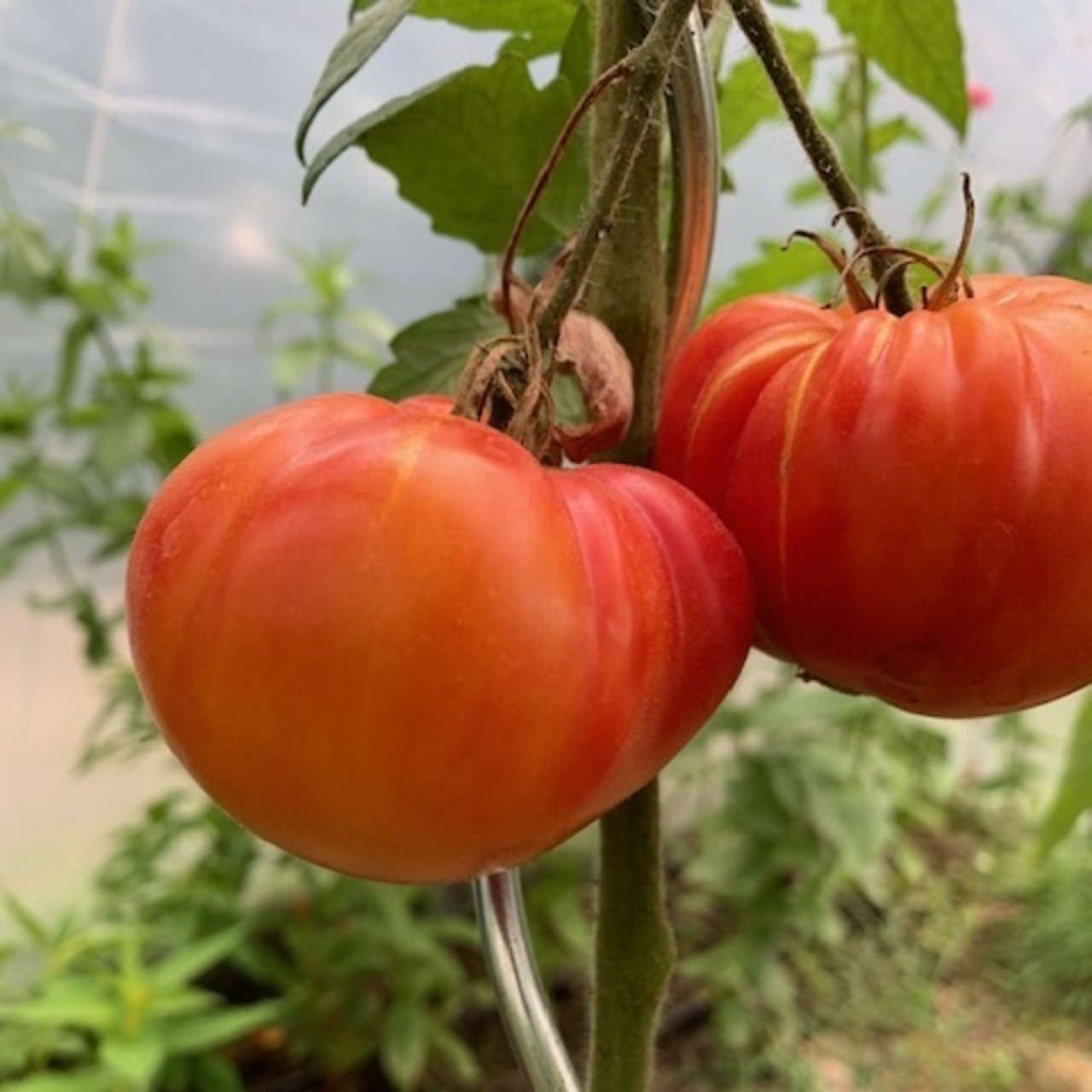 Tomate "German Gold" - BIO-Tomatensorte [samenfest]