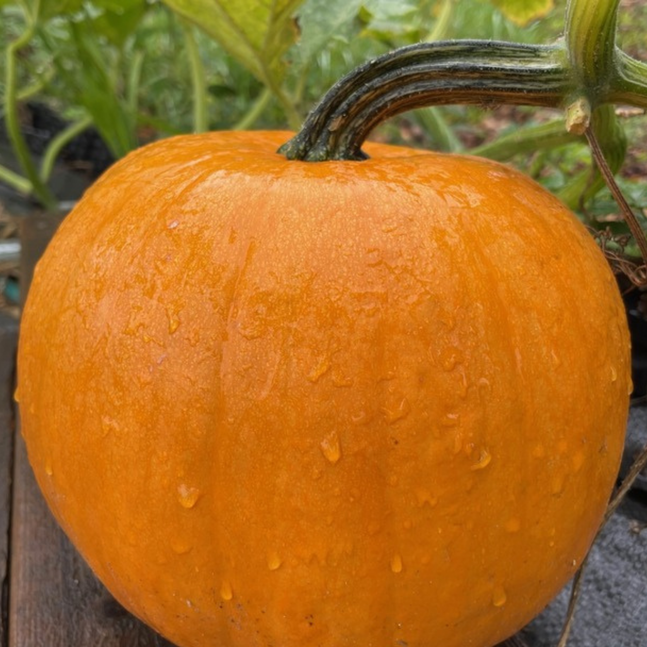 Halloweenkürbis "Jack O´Lantern" - BIO-Kürbissorte [samenfest]