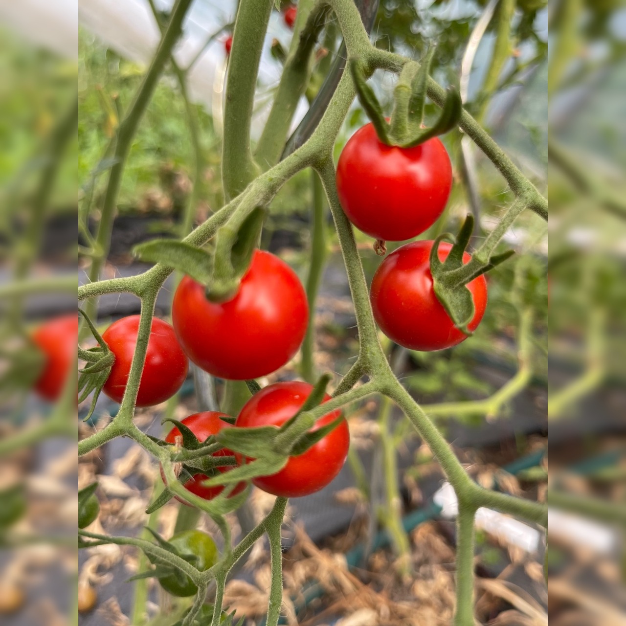 Tomate "Dicks Cherry" - BIO-Tomatensorte [samenfest]