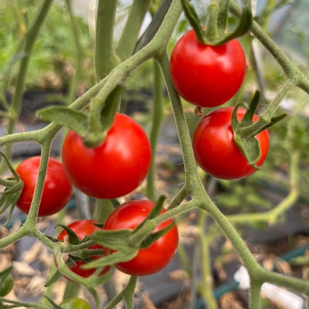 Tomate "Dicks Cherry" - BIO-Tomatensorte [samenfest]