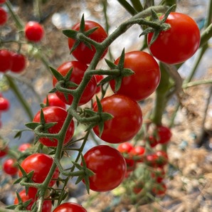 Tomate "Zuckertraube" - BIO-Tomatensamen [samenfest]