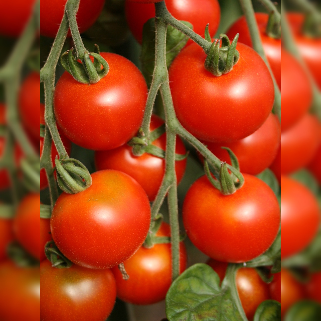 Anzucht-Set "italienische Tomaten" [65, 68]