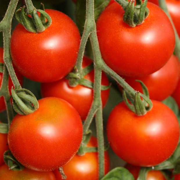 Anzucht-Set "italienische Tomaten" [65, 68]