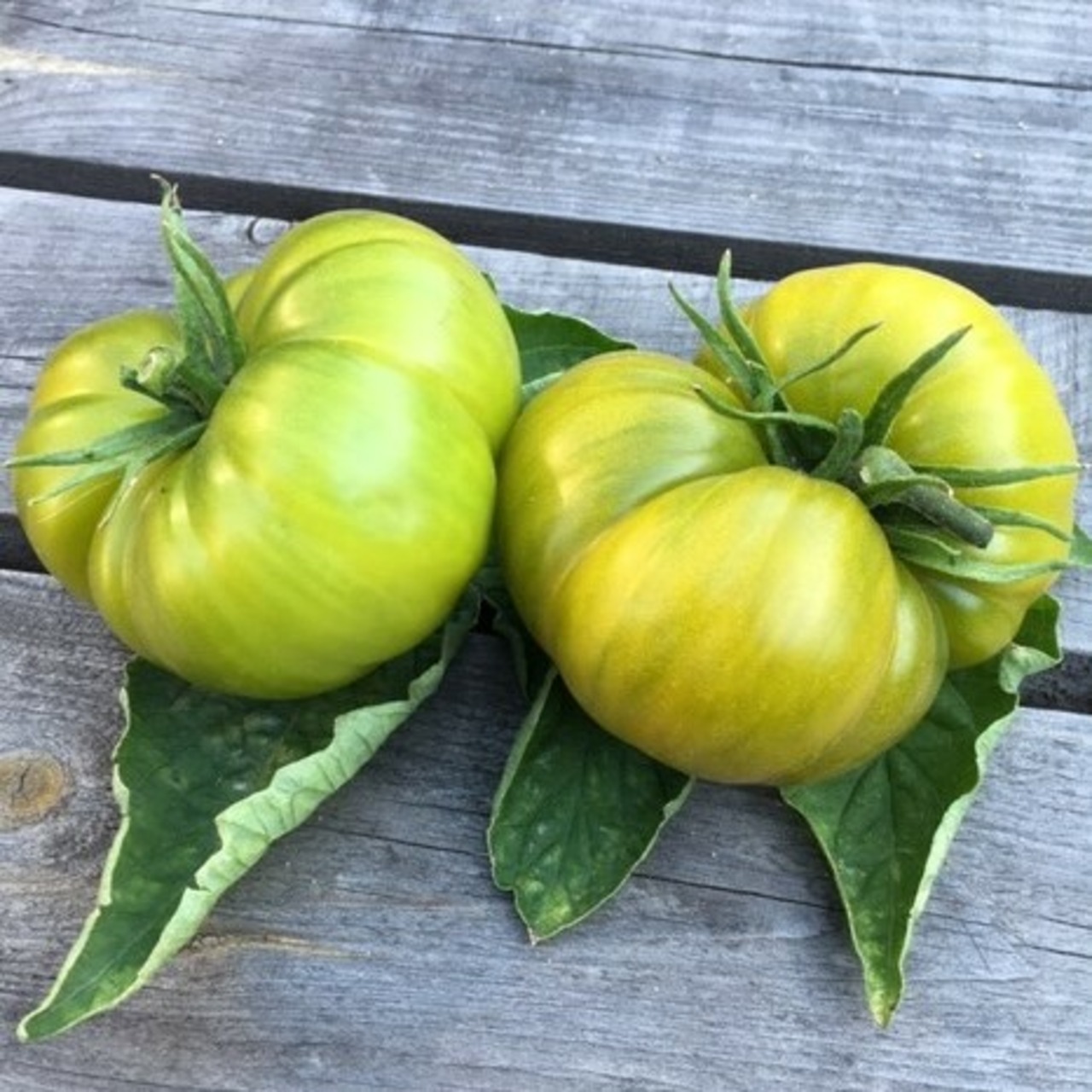 Tomate "Green Pineapple" - BIO-Tomatensorte [samenfest]