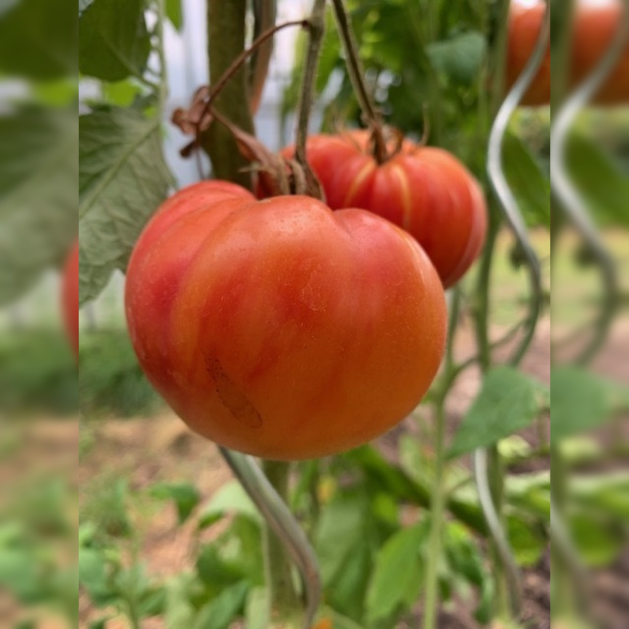 Tomate "German Gold" - BIO-Tomatensorte [samenfest]