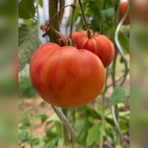Tomate "German Gold" - BIO-Tomatensorte [samenfest]