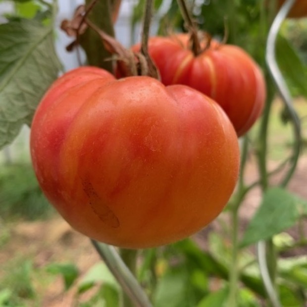 Tomate "German Gold" - BIO-Tomatensorte [samenfest]