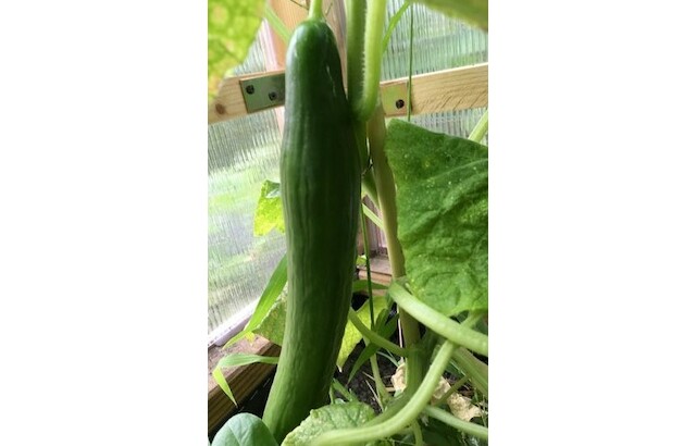 Gurken, Gurkensamen, Ernte, Beetliebe, Blog