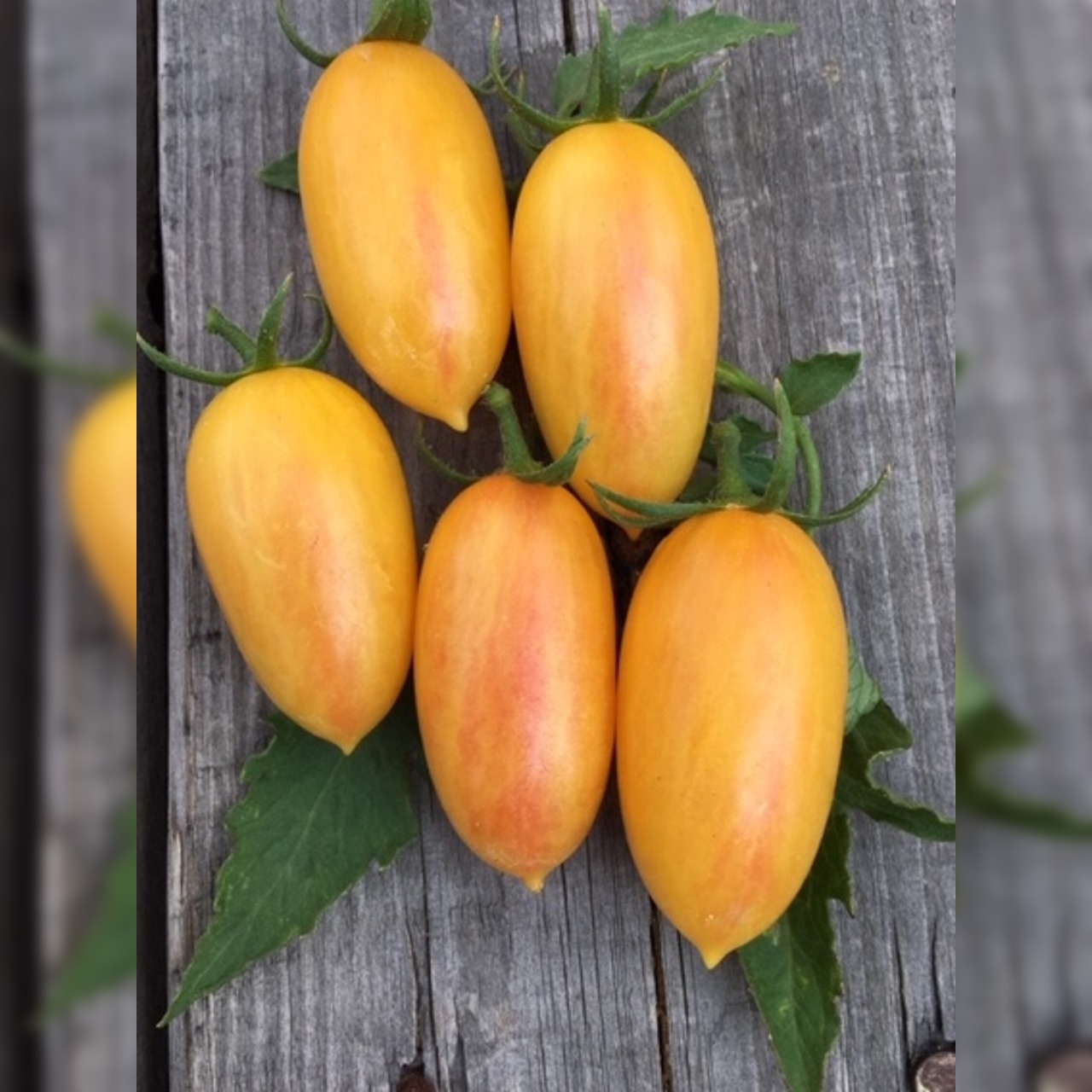 BIO Tomatensamen Set mittel