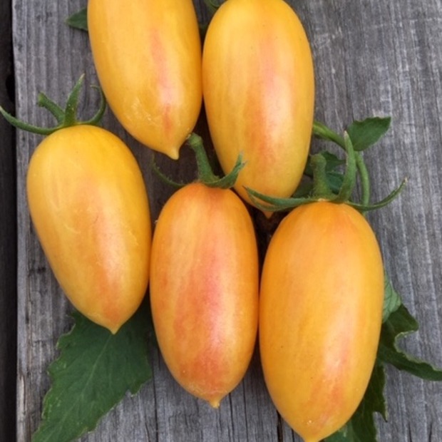 BIO Tomatensamen Set mittel