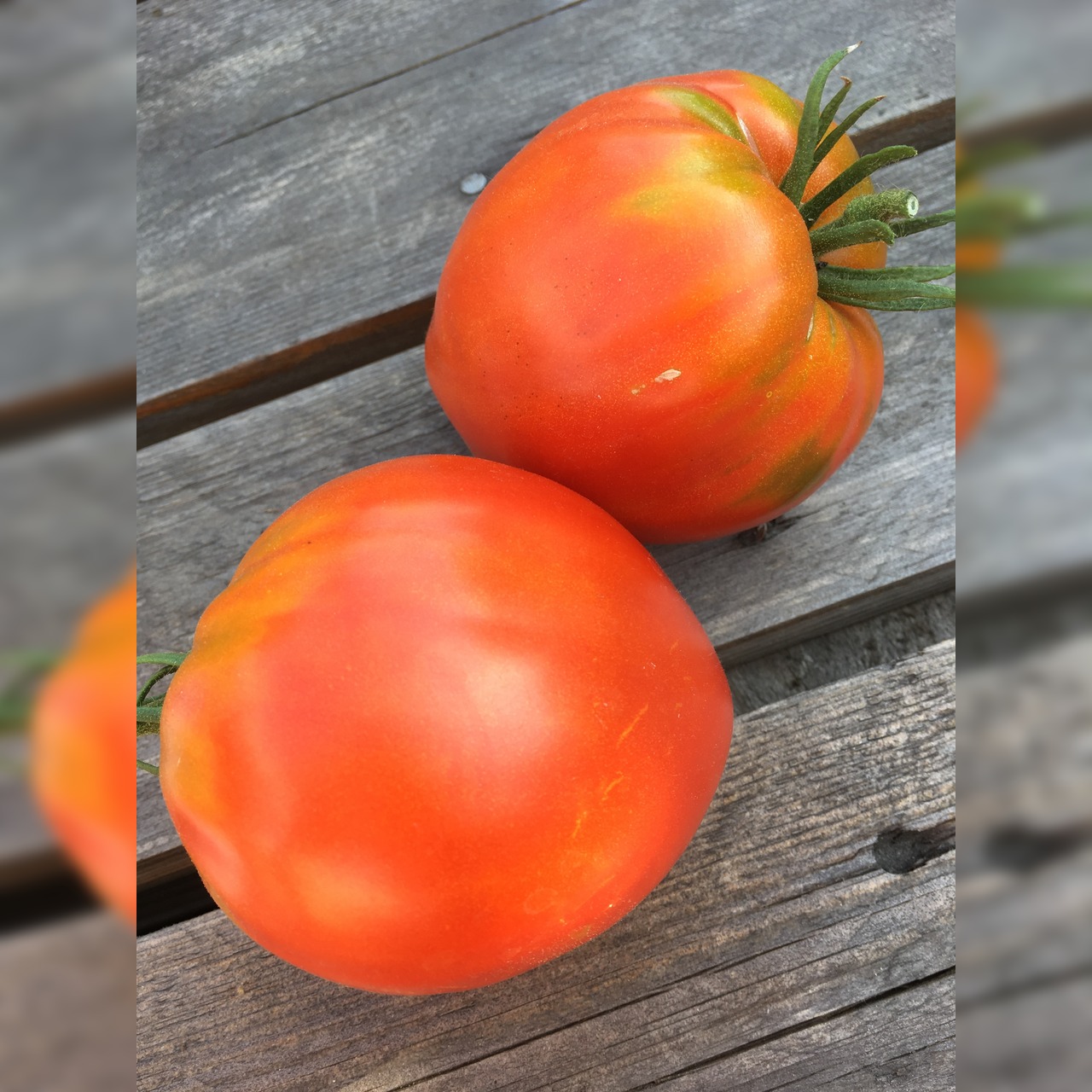 BIO Tomatensamen Set mittel