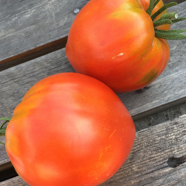 BIO Tomatensamen Set mittel