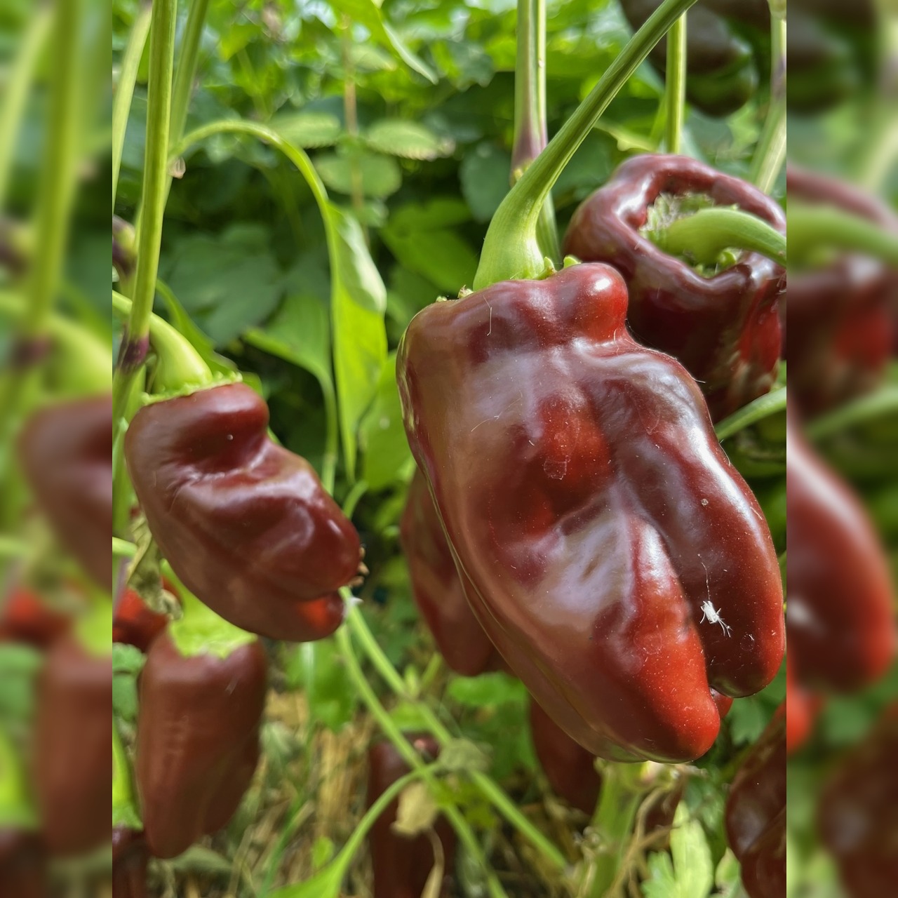 Paprikasamen-Set "Paprika" - 4 BIO-Paprikasorten [samenfest]