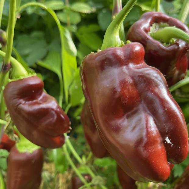 Paprikasamen-Set "Paprika" - 4 BIO-Paprikasorten [samenfest]