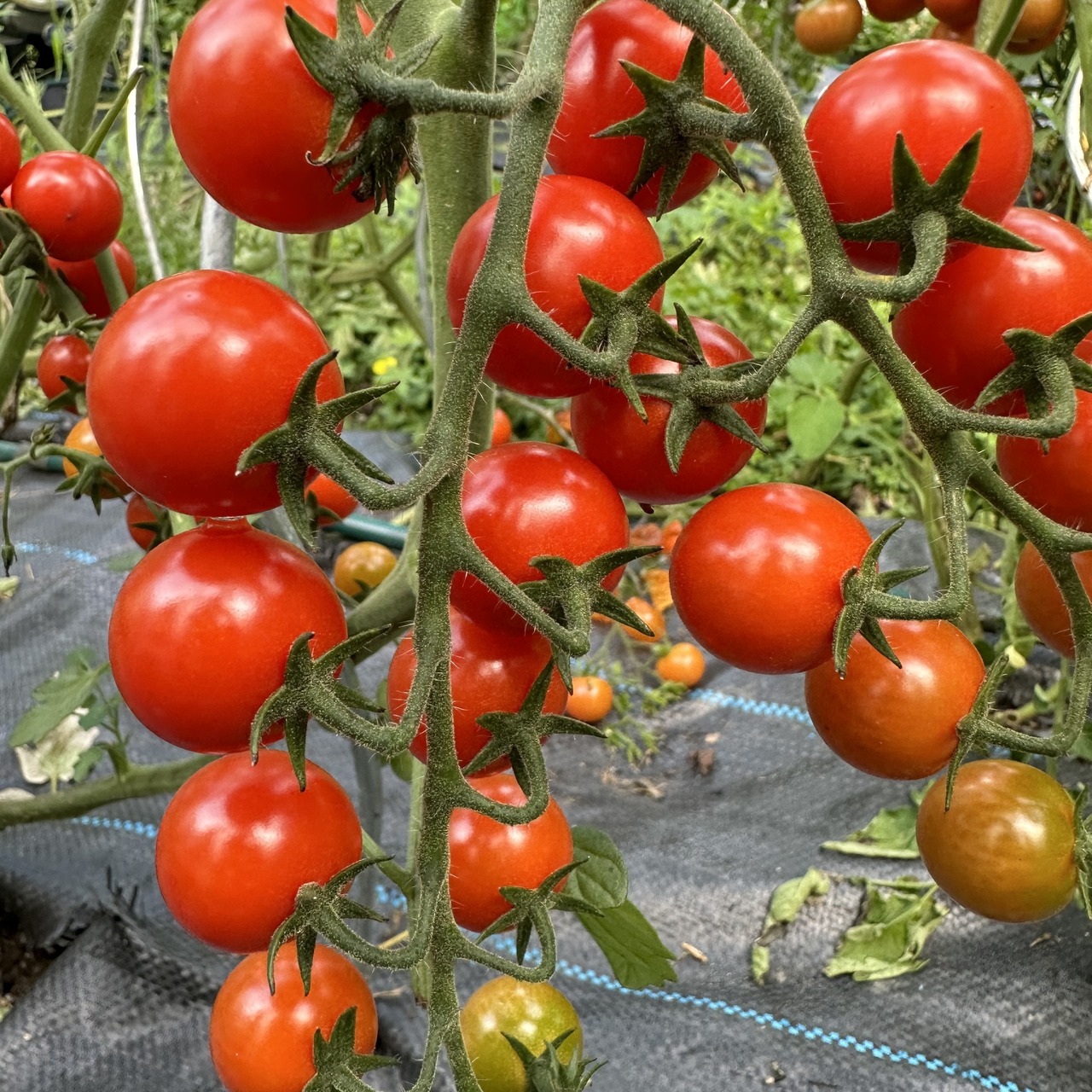 Tomate "mexikanische Honigtomate" - BIO-Tomatensorte [samenfest]