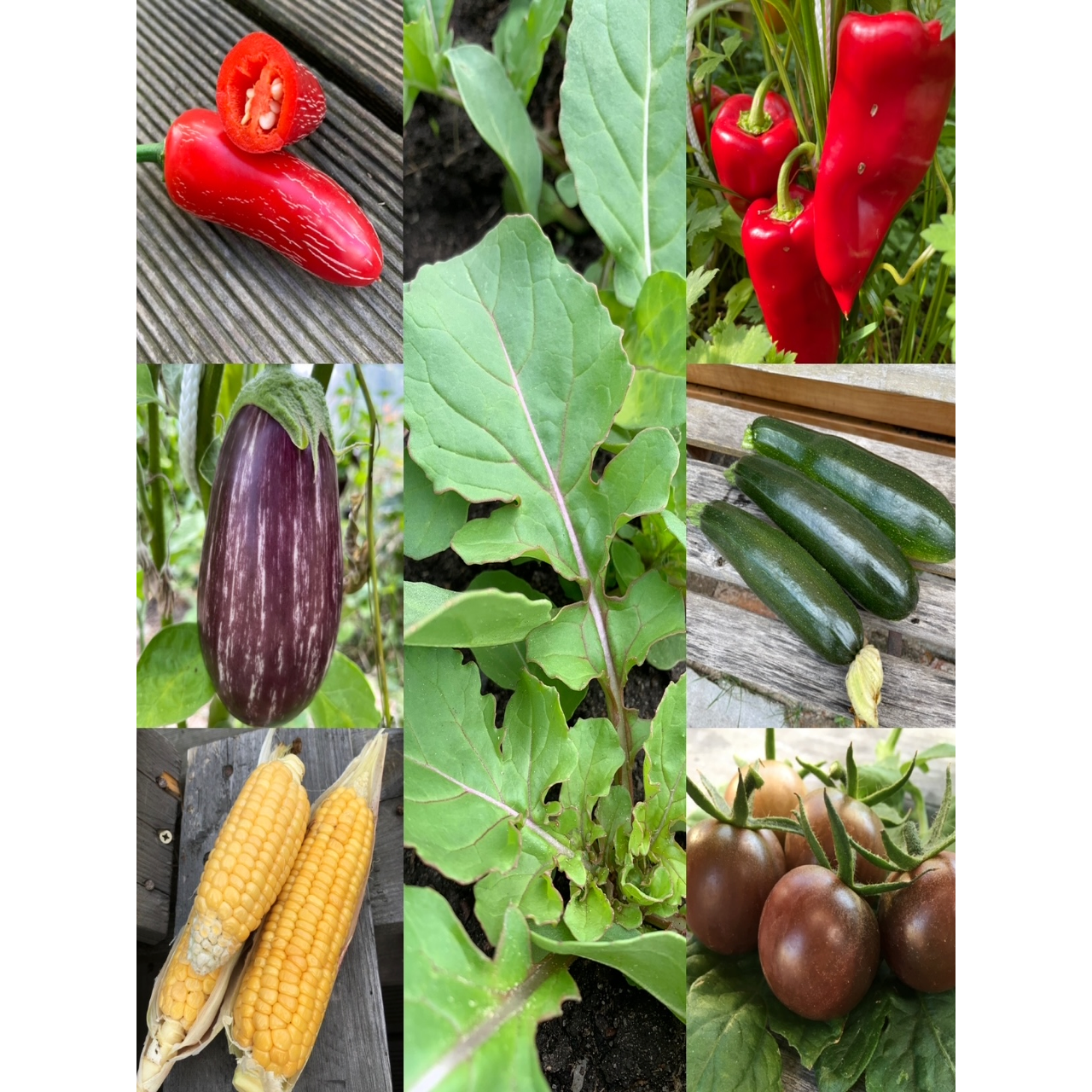 Gemüsesamen-Set "Grillgemüse" - 7 BIO-Gemüsesorten [samenfest]