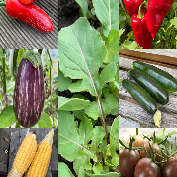 Gemüsesamen-Set "Grillgemüse" - 7 BIO-Gemüsesorten [samenfest]