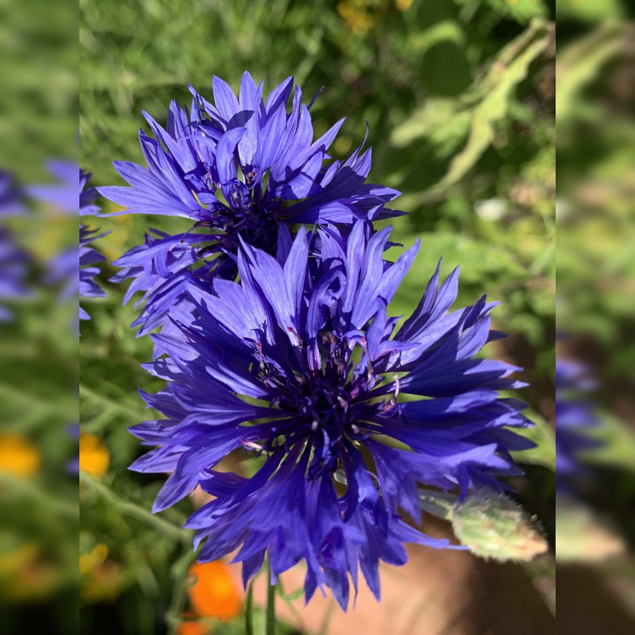 Blumensamen Set „Beetblumen“ - 5 BIO-Blumensamen [samenfest]