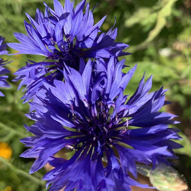 Blumensamen Set „Beetblumen“ - 5 BIO-Blumensamen [samenfest]