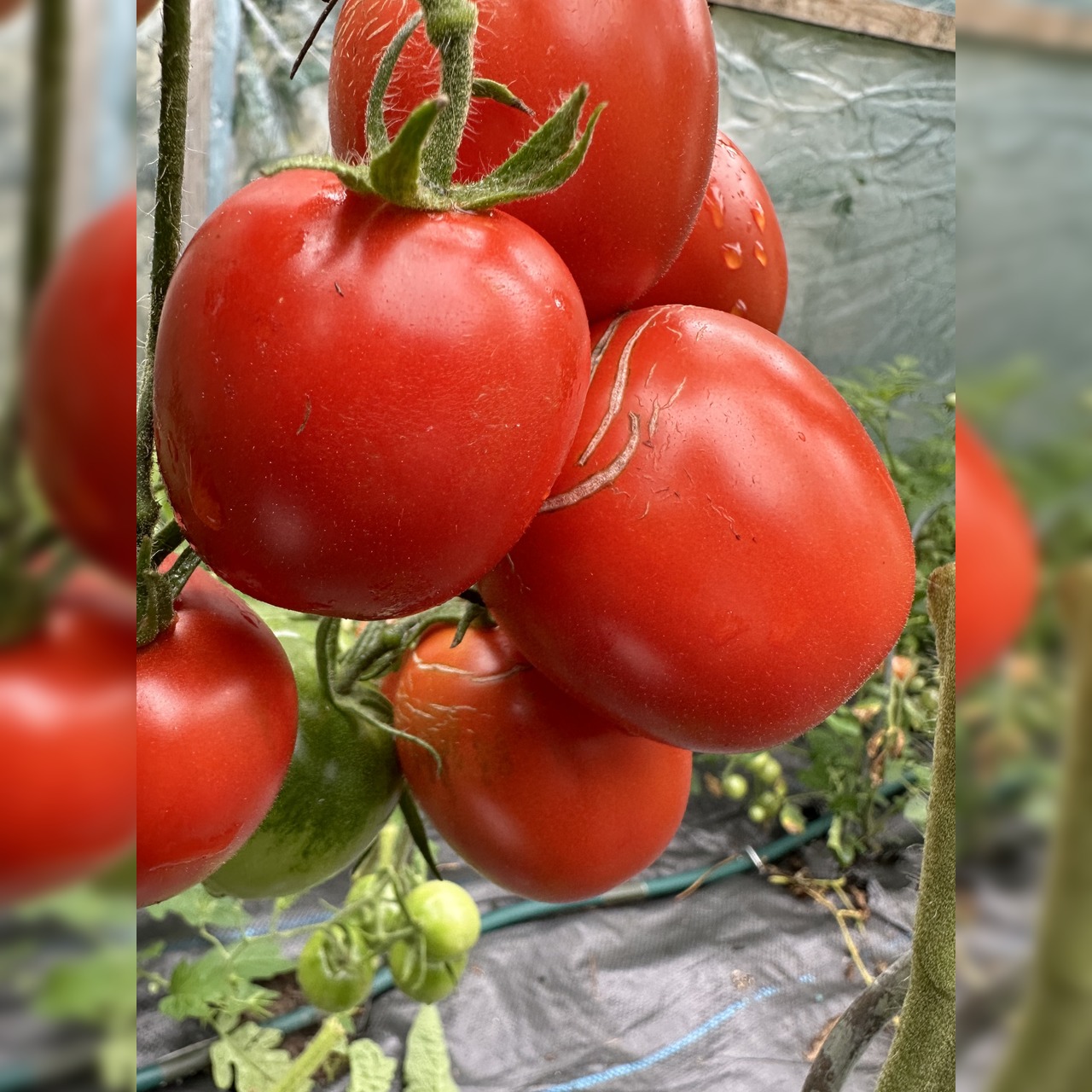 Tomate "De Berao rot" - BIO-Tomatensorte [samenfest]