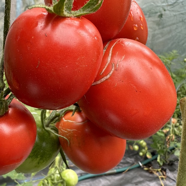 Tomate "De Berao rot" - BIO-Tomatensorte [samenfest]