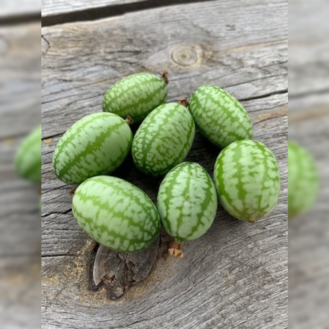 Gemüsesamen-Set "Balkongemüse" - 8 BIO-Sorten [samenfest]