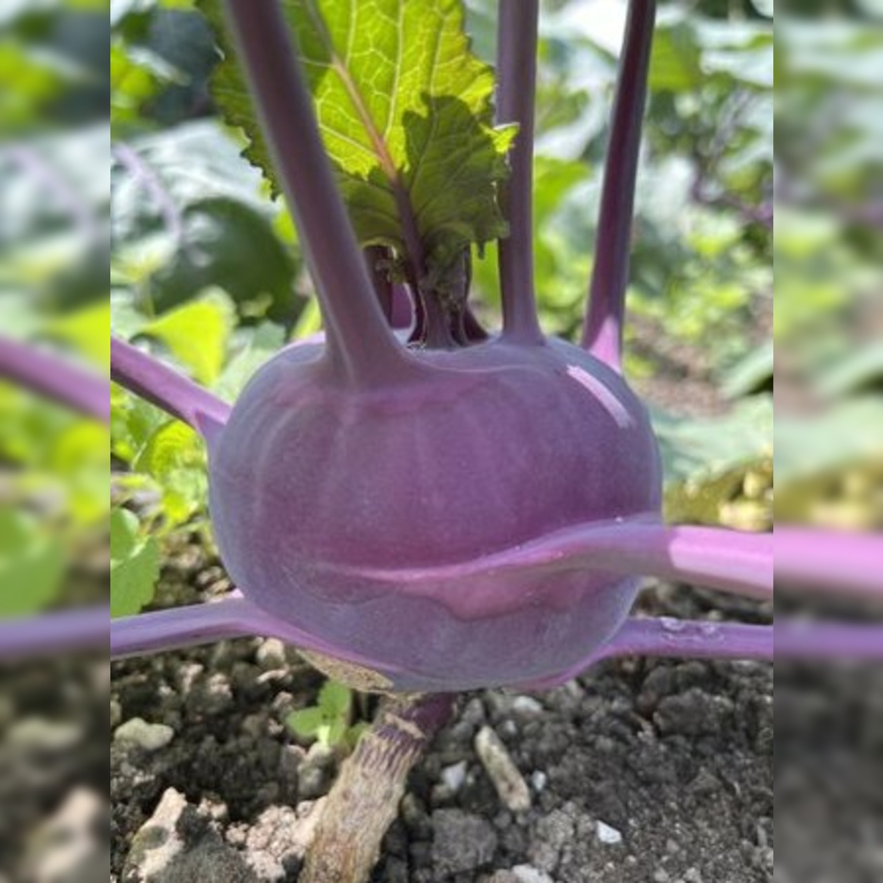 Gemüsesamen-Set "Mittelzehrer fürs Hochbeet" - 8 BIO-Sorten [samenfest]