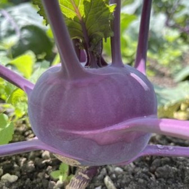 Gemüsesamen-Set "Mittelzehrer fürs Hochbeet" - 8 BIO-Sorten [samenfest]