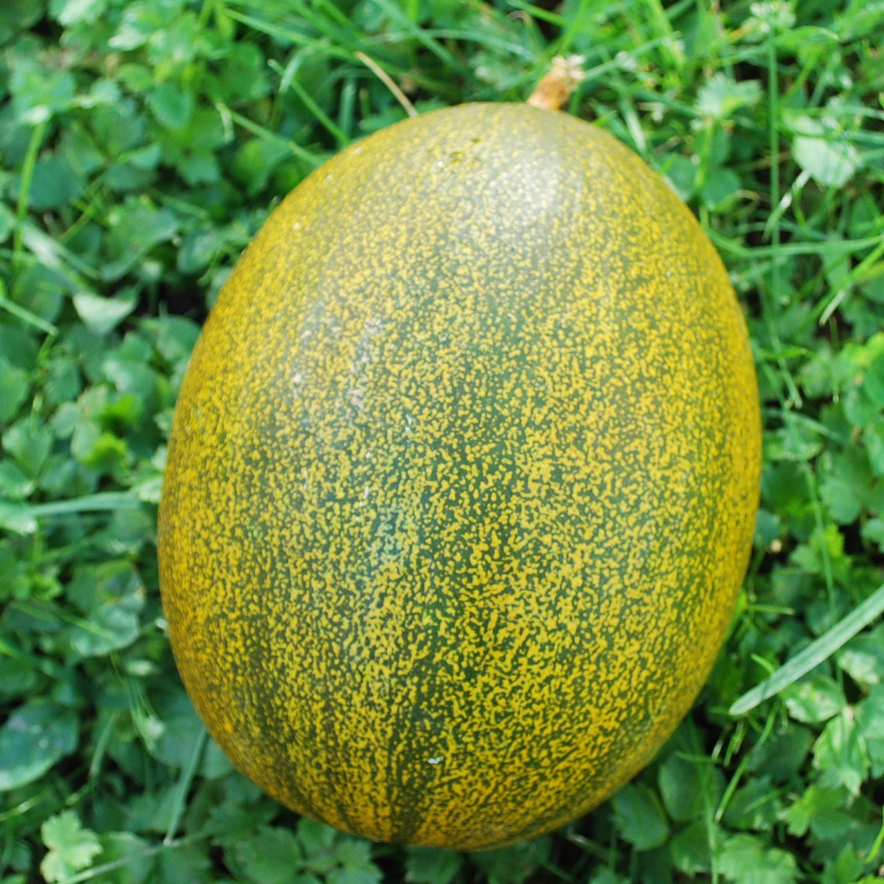 Zuckermelone "Kolchosnitza" - Bio Melonensamen