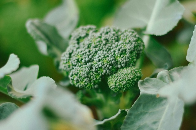 Bild von Brokkoli säen, vorziehen, pikieren – so gelingt di