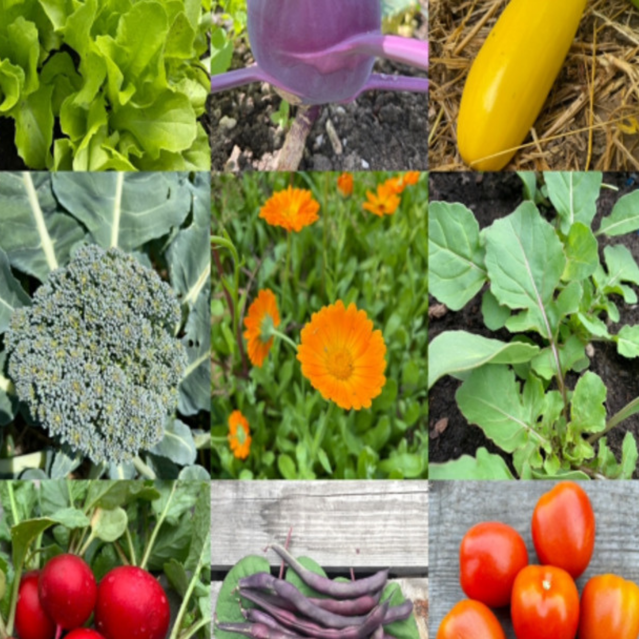 Anfängergemüse-Set - 12 BIO-Sorten [samenfest]