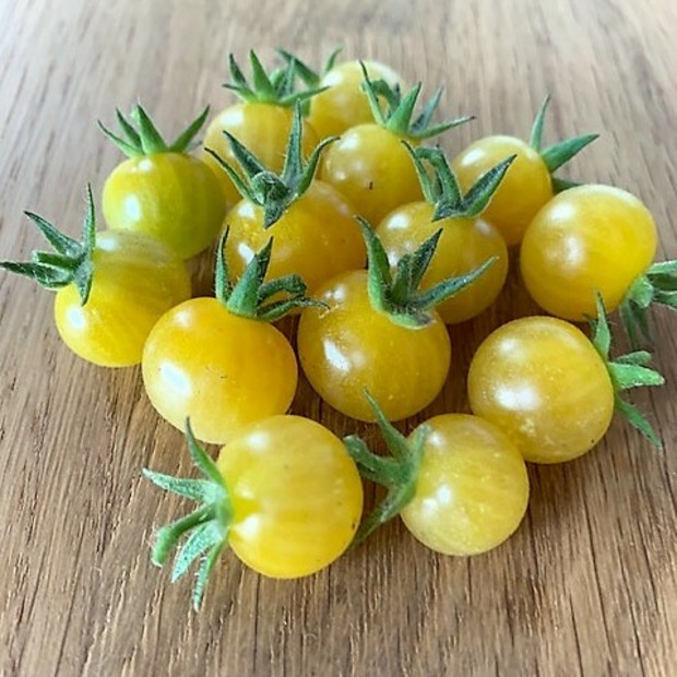 Tomate "Bianca" - BIO-Tomatensorte [samenfest]