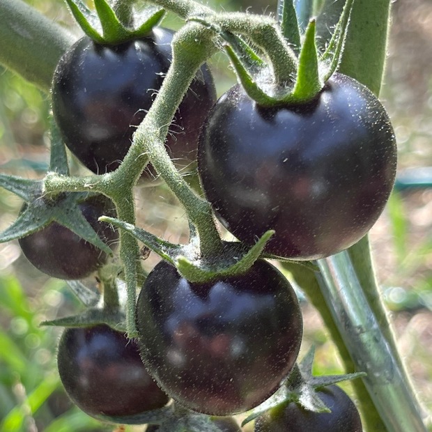 Tomate "Dancing with Smurfs" - BIO-Tomatensorte [samenfest]