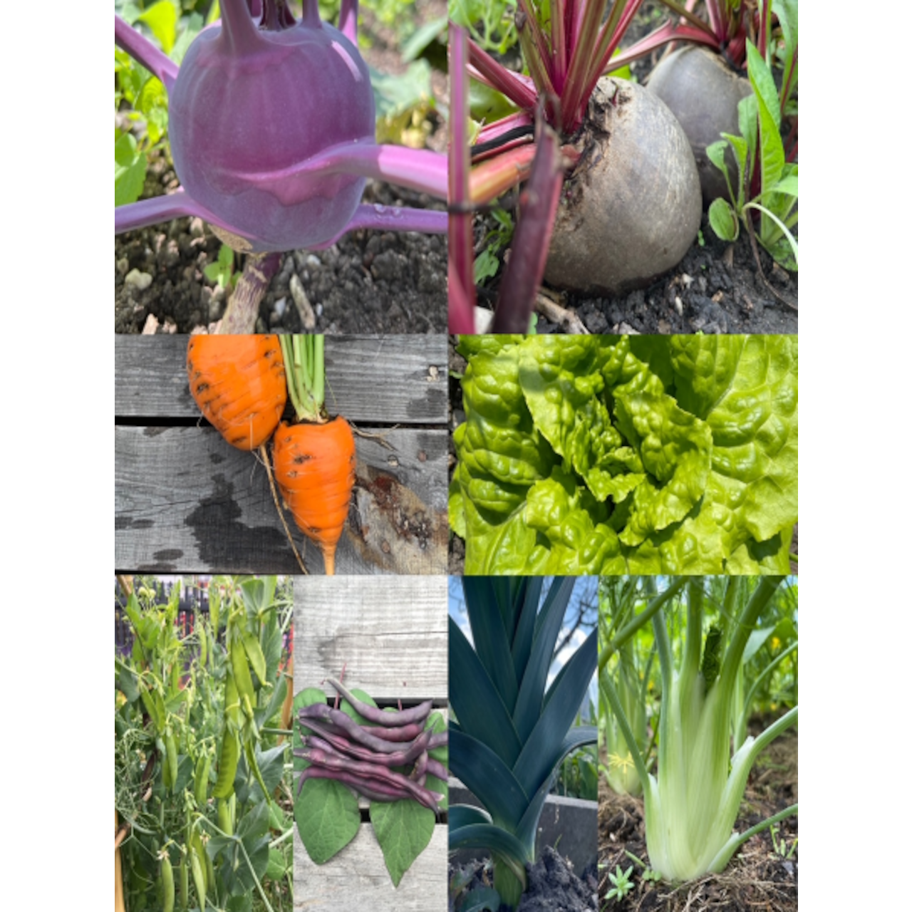 Gemüsesamen-Set "Mittelzehrer fürs Hochbeet" - 8 BIO-Sorten [samenfest]