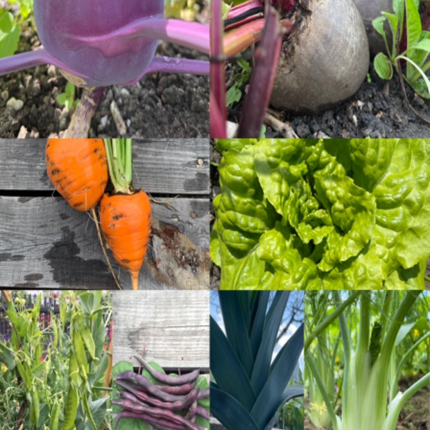 Gemüsesamen-Set "Mittelzehrer fürs Hochbeet" - 8 BIO-Sorten [samenfest]