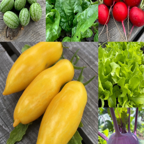 Gemüsesamen-Set "Urban Gardening" - 6 BIO-Gemüsesorten [samenfest]