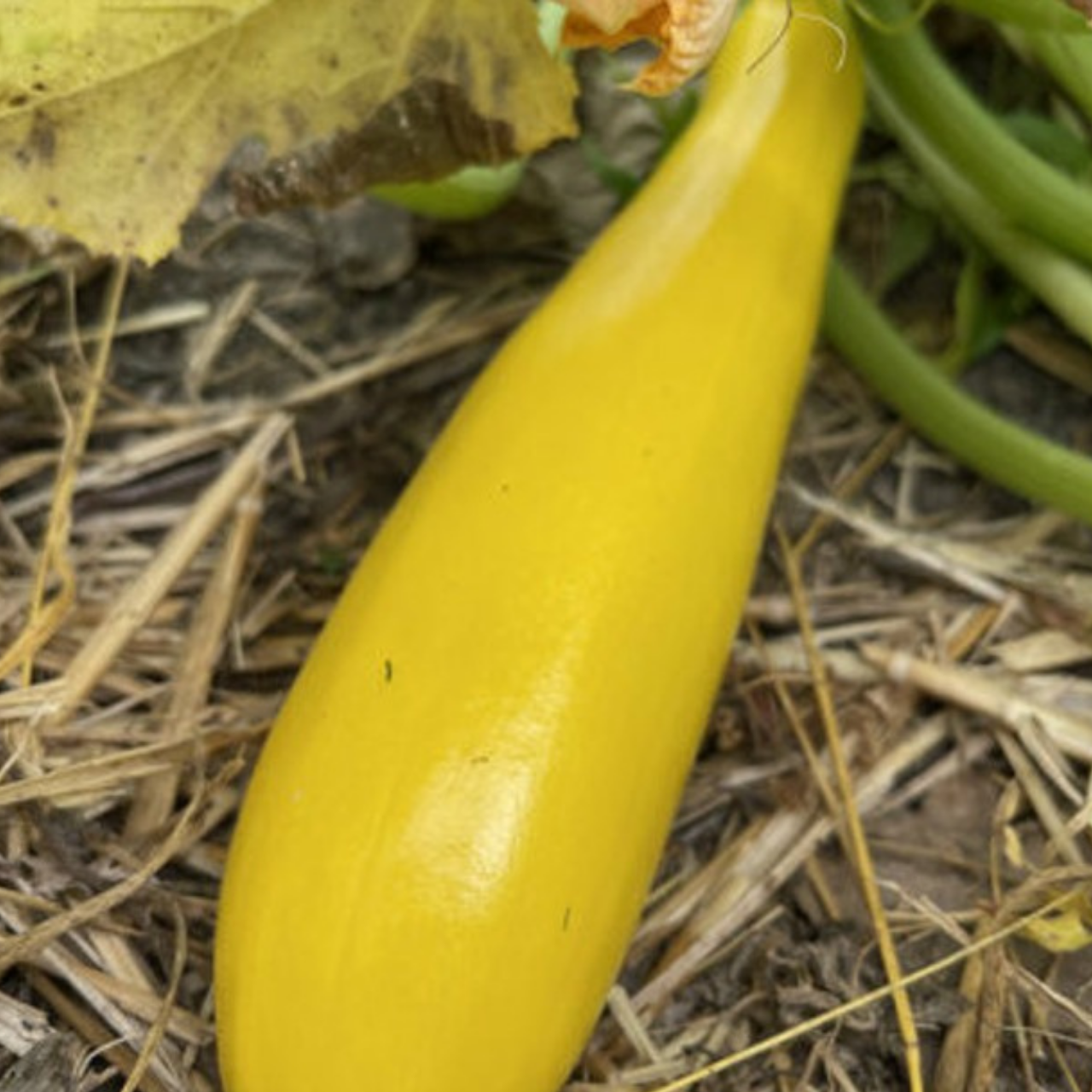 Zucchini "Golden Rush" - gelbe BIO-Zucchinisorte (samenfest)